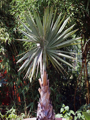 bismarckia